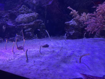 マクセル アクアパーク品川に投稿された画像（2021/10/31）