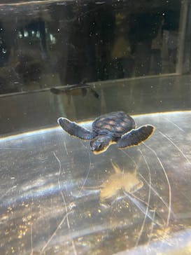 名古屋港水族館に投稿された画像（2021/10/31）