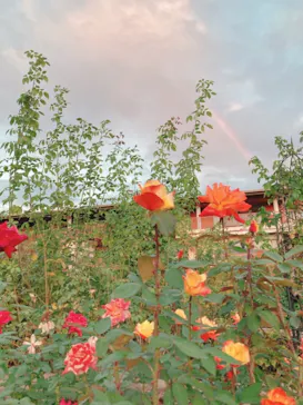 ひらかたパークに投稿された画像（2021/10/31）