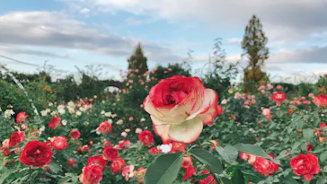 ひらかたパークに投稿された画像（2021/10/31）