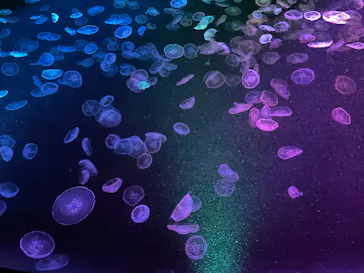 すみだ水族館に投稿された画像（2021/10/31）