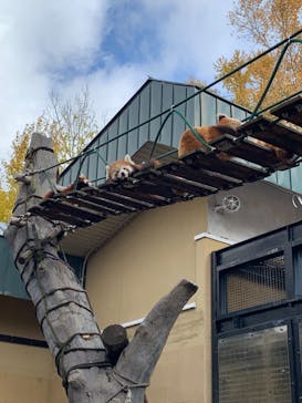 旭川市旭山動物園に投稿された画像（2021/10/31）