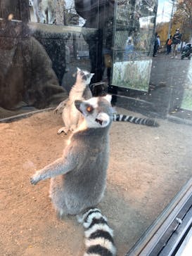 旭川市旭山動物園に投稿された画像（2021/10/31）