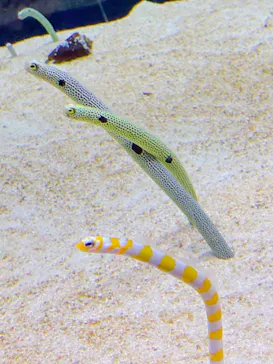 すみだ水族館に投稿された画像（2021/10/31）