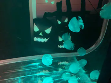 すみだ水族館に投稿された画像（2021/10/31）