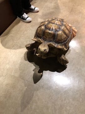 Moff animal world MARK IS みなとみらい店に投稿された画像（2021/10/31）