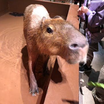 Moff animal world MARK IS みなとみらい店に投稿された画像（2021/10/31）
