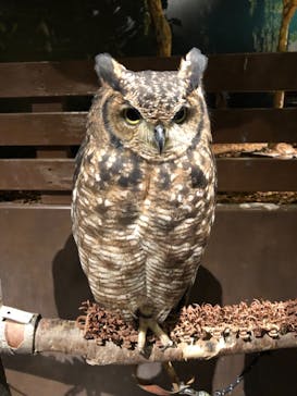 Moff animal world MARK IS みなとみらい店に投稿された画像（2021/10/31）