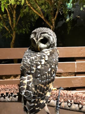 Moff animal world MARK IS みなとみらい店に投稿された画像（2021/10/31）