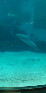名古屋港水族館に投稿された画像（2021/10/31）