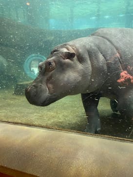 旭川市旭山動物園に投稿された画像（2021/10/31）