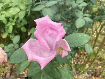 ひらかたパークに投稿された画像（2021/10/31）