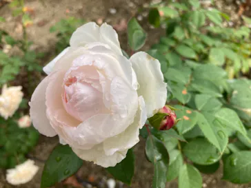 ひらかたパークに投稿された画像（2021/10/31）