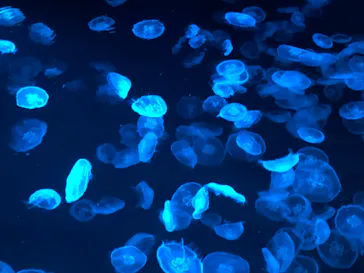 すみだ水族館に投稿された画像（2021/10/31）