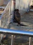 九十九島動植物園森きららに投稿された画像（2021/11/1）