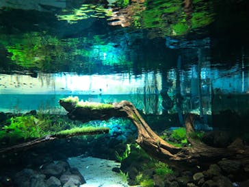 カワスイ 川崎⽔族館に投稿された画像（2021/10/31）