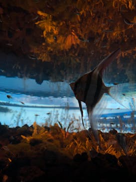 カワスイ 川崎⽔族館に投稿された画像（2021/10/31）