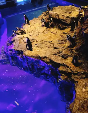 すみだ水族館に投稿された画像（2021/10/31）