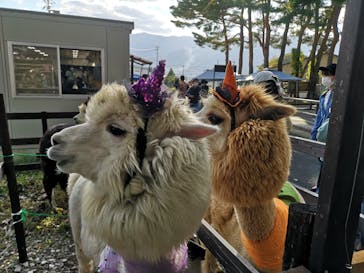 八ヶ岳アルパカ牧場に投稿された画像（2021/10/31）