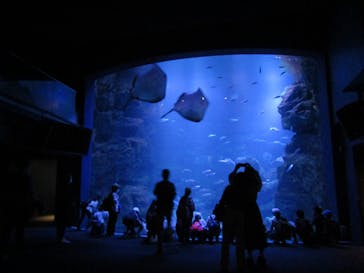 京都水族館に投稿された画像（2021/10/31）