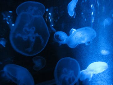 京都水族館に投稿された画像（2021/10/31）