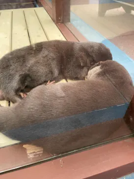 ゼロ距離水族館 伊勢シーパラダイスに投稿された画像（2021/11/1）