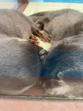 ゼロ距離水族館 伊勢シーパラダイスに投稿された画像（2021/11/1）