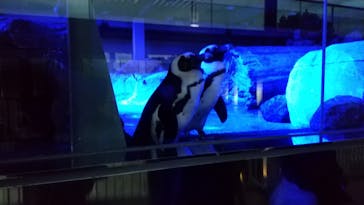 京都水族館に投稿された画像（2021/11/1）