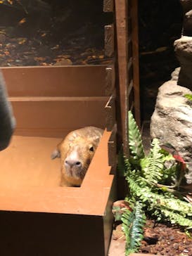 Moff animal world MARK IS みなとみらい店に投稿された画像（2021/11/1）