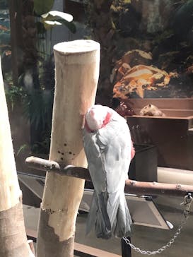 Moff animal world MARK IS みなとみらい店に投稿された画像（2021/11/1）