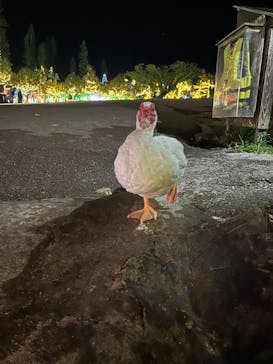 美らヤシパークオキナワ・東南植物楽園に投稿された画像（2021/11/1）