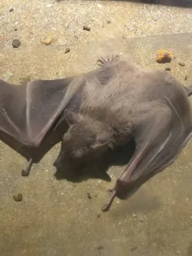天王寺動物園に投稿された画像（2021/11/1）