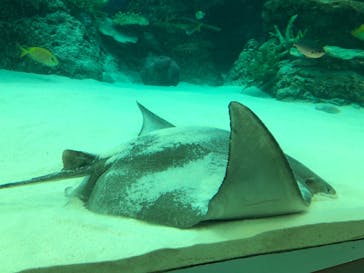 名古屋港水族館に投稿された画像（2021/11/1）