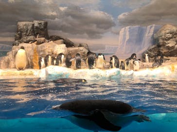 名古屋港水族館に投稿された画像（2021/11/1）