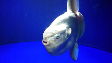 サンシャイン水族館に投稿された画像（2021/11/1）