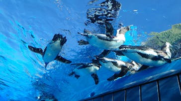 サンシャイン水族館に投稿された画像（2021/11/1）