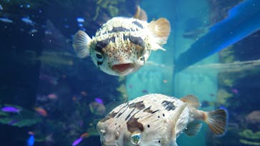 サンシャイン水族館に投稿された画像（2021/11/1）