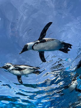 サンシャイン水族館に投稿された画像（2021/11/1）