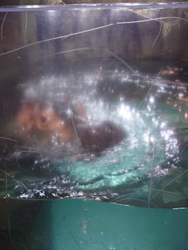 旭川市旭山動物園に投稿された画像（2021/11/1）