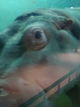 旭川市旭山動物園に投稿された画像（2021/11/1）