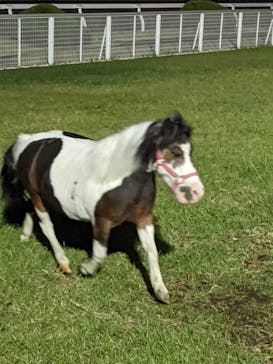 東京メガイルミに投稿された画像（2021/11/1）
