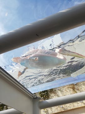 サンシャイン水族館に投稿された画像（2021/11/1）