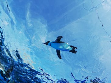 サンシャイン水族館に投稿された画像（2021/11/1）