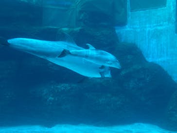 名古屋港水族館に投稿された画像（2021/11/1）