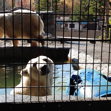 旭川市旭山動物園に投稿された画像（2021/11/1）