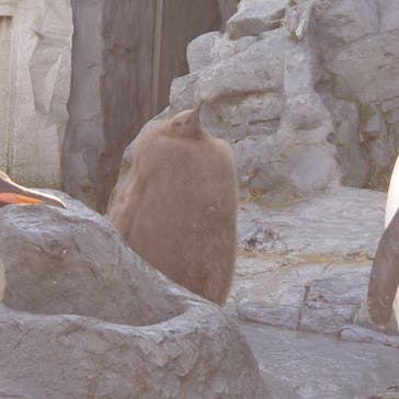 旭川市旭山動物園に投稿された画像（2021/11/1）