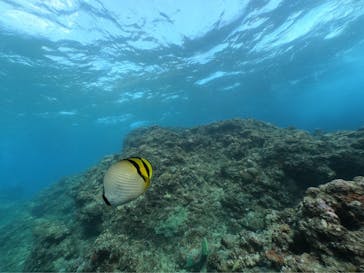 DIVING-SHOP SUNSに投稿された画像（2021/11/1）