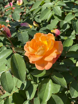 ひらかたパークに投稿された画像（2021/11/1）