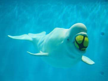 島根県立 しまね海洋館に投稿された画像（2021/11/1）