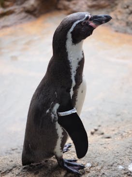 島根県立 しまね海洋館に投稿された画像（2021/11/1）
